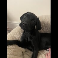 Labrador Retriever - Both