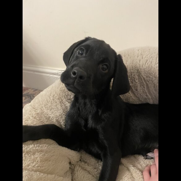Labrador Retriever - Both