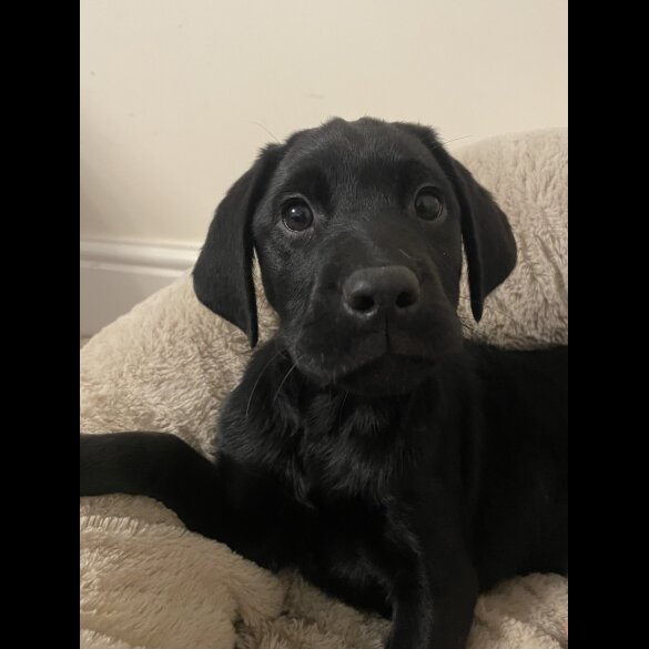 Labrador Retriever - Both
