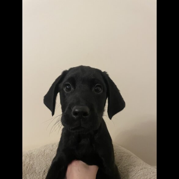 Labrador Retriever - Both