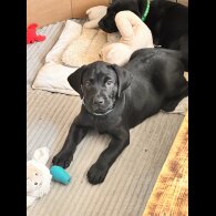 Labrador Retriever - Both