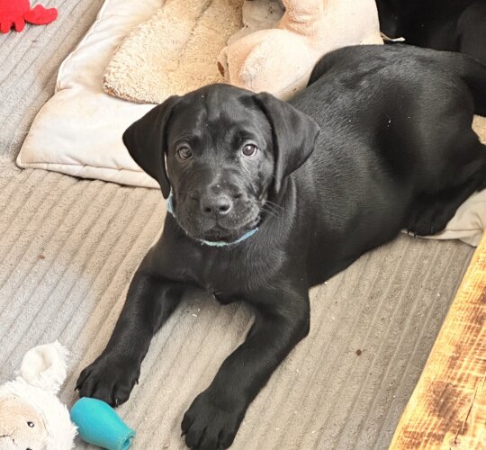 Labrador Retriever
