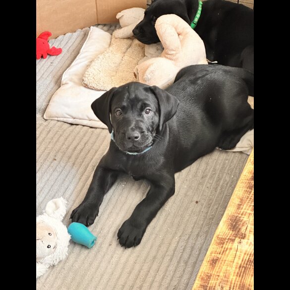 Labrador Retriever - Both