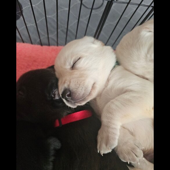Labrador Retriever - Both