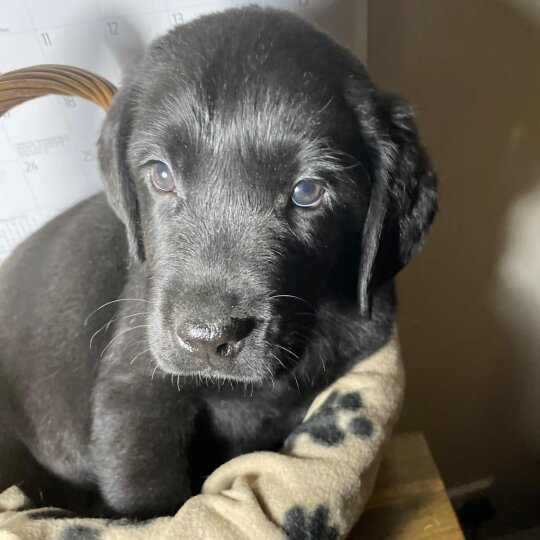 Labrador Retriever - Both