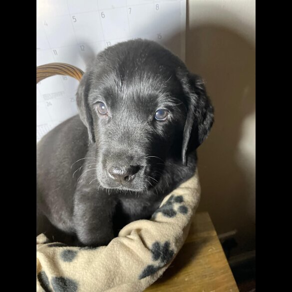 Labrador Retriever - Both