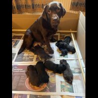Labrador Retriever - Both