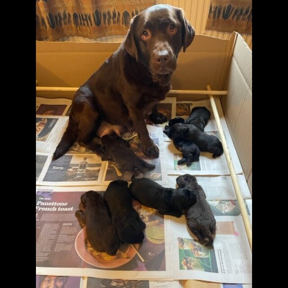 Labrador Retriever - Both