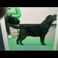Labrador Retriever - Both