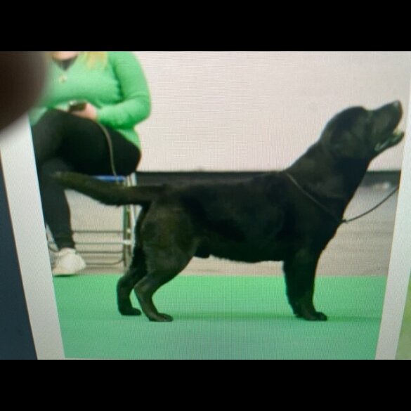Labrador Retriever - Both