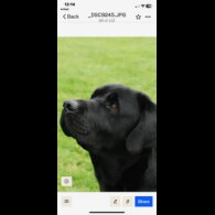 Labrador Retriever - Both