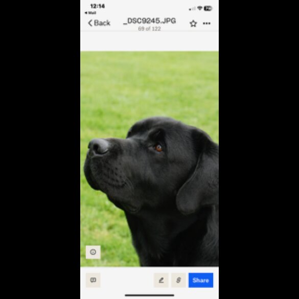 Labrador Retriever - Both