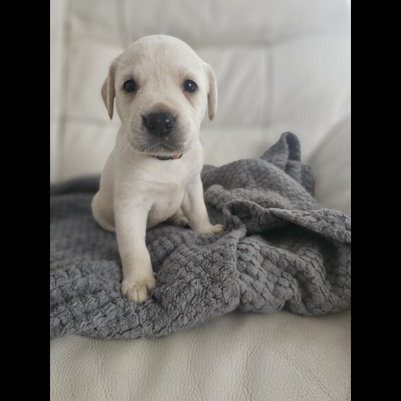 Labrador Retriever - Both