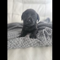 Labrador Retriever - Both