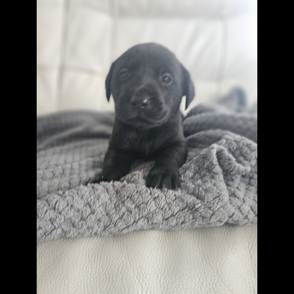 Labrador Retriever - Both