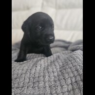 Labrador Retriever - Both