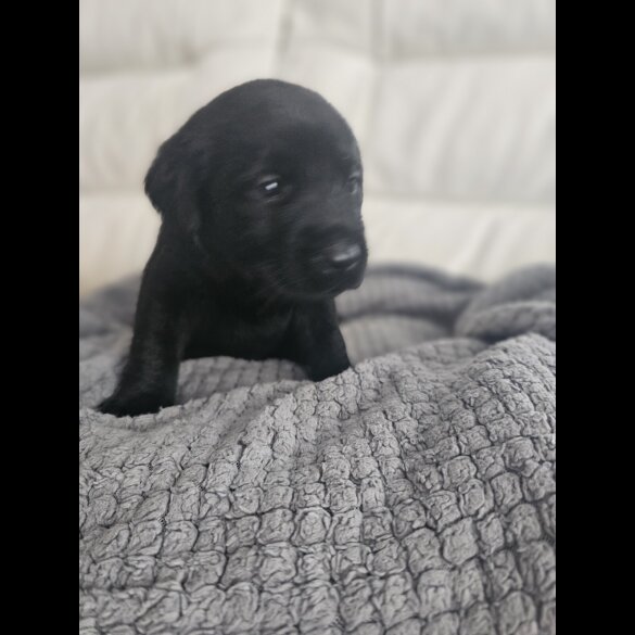 Labrador Retriever - Both