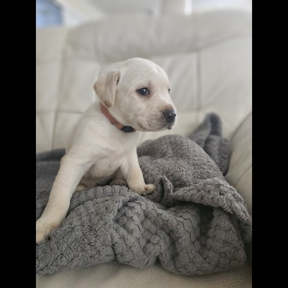Labrador Retriever - Both