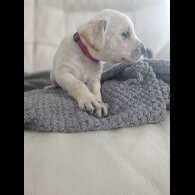 Labrador Retriever - Both
