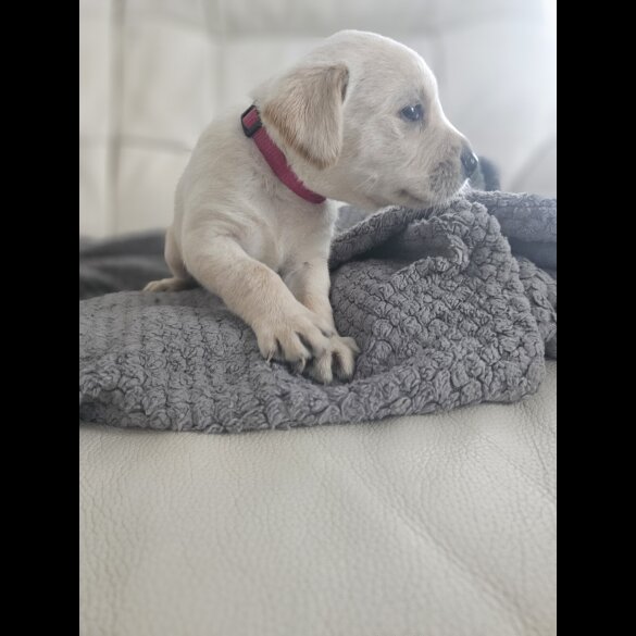Labrador Retriever - Both