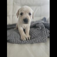 Labrador Retriever - Both