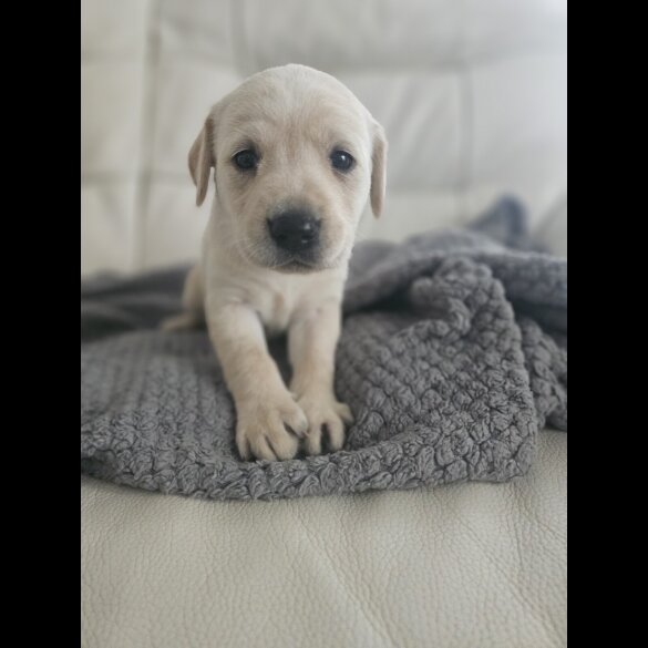 Labrador Retriever - Both