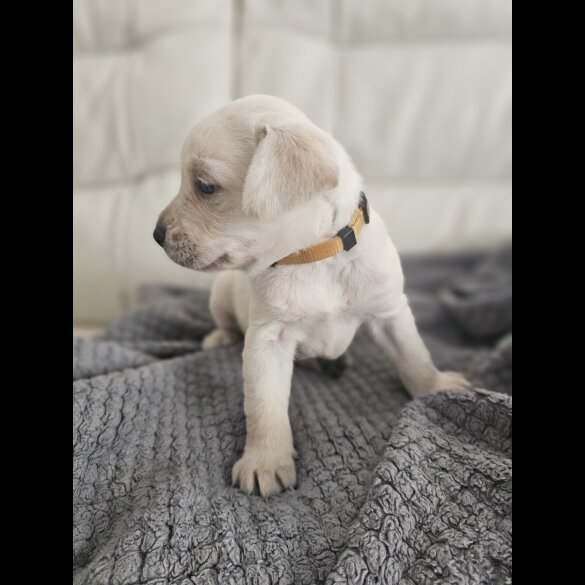Labrador Retriever - Both