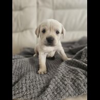 Labrador Retriever - Both