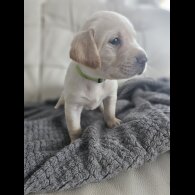 Labrador Retriever - Both