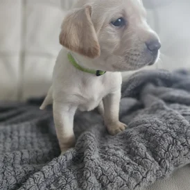 Labrador Retriever - Both