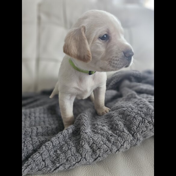Labrador Retriever - Both