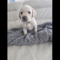 Labrador Retriever - Both