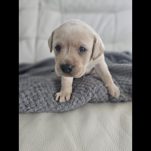 Labrador Retriever - Both
