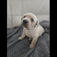 Labrador Retriever - Both
