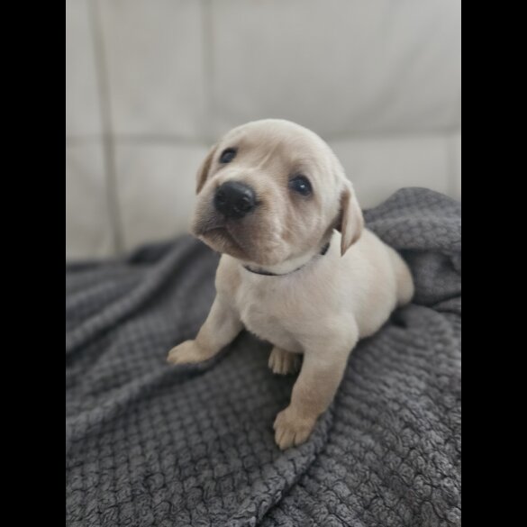 Labrador Retriever - Both