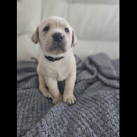 Labrador Retriever - Both