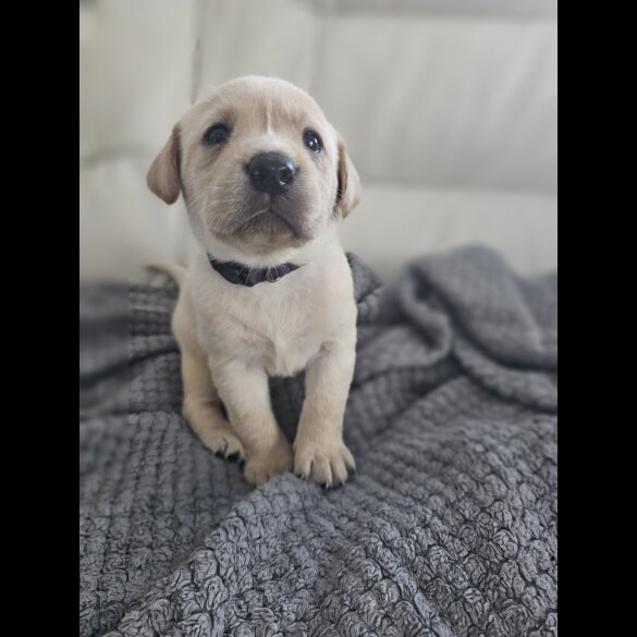 Labrador Retriever - Both