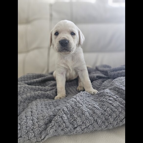 Labrador Retriever - Both