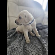 Labrador Retriever - Both