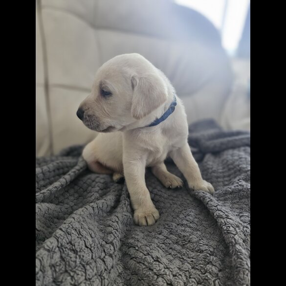 Labrador Retriever - Both