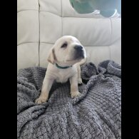 Labrador Retriever - Both