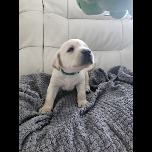 Labrador Retriever - Both