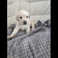 Labrador Retriever - Both