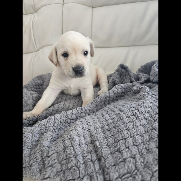 Labrador Retriever - Both