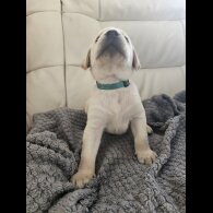 Labrador Retriever - Both