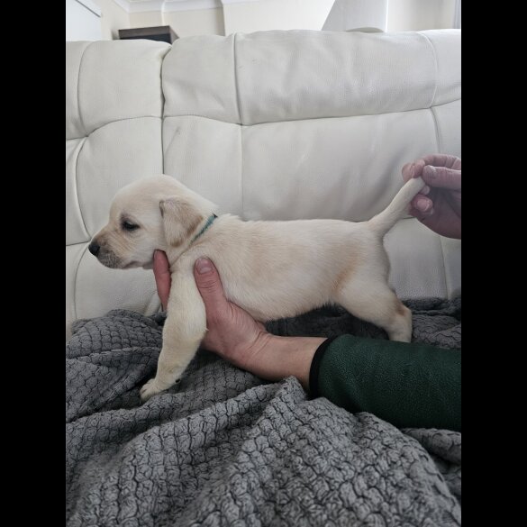 Labrador Retriever - Both