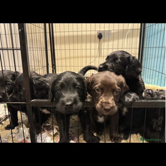 Mixed Breed - Both
