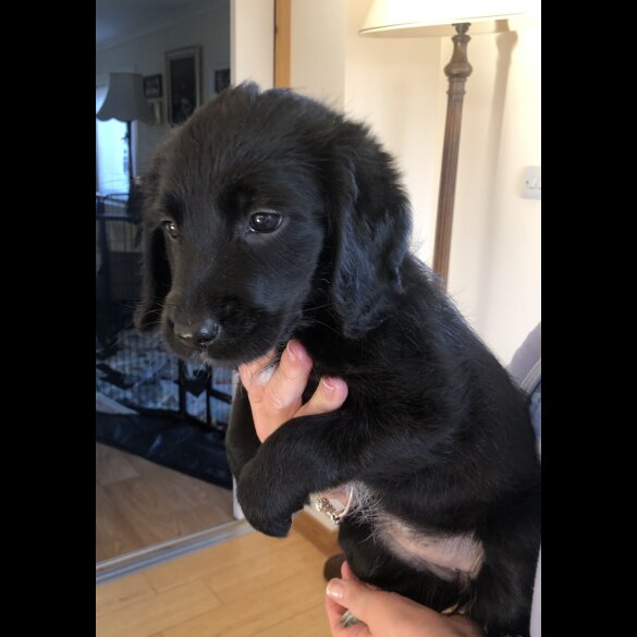 Mixed Breed - Both