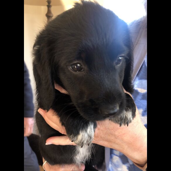 Mixed Breed - Both