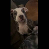 Staffordshire Bull Terrier - Both
